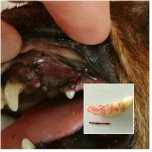 eingespießter Splitter im Zahnfleisch eines Hundes