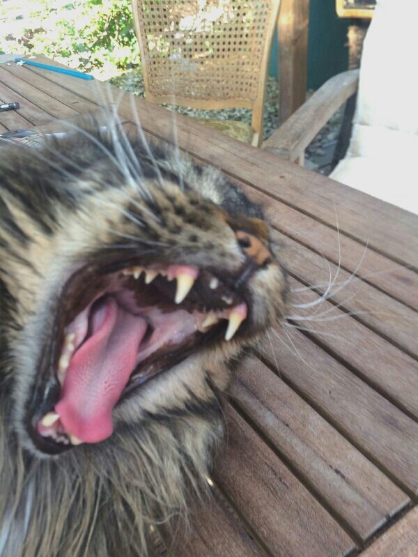 Katze beim gähnen Zähne