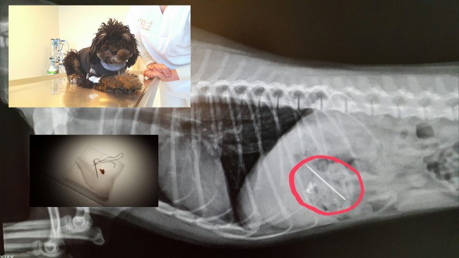 Nähnadel verschluckt-Dackel Röntgenbild mit Fremdkörper