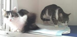 Katzen Kastration-Zwei Katzen auf der Tierstation beim Tierarzt