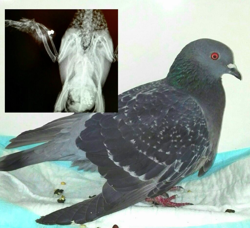 Taubenschießen Taube mit Diabolo Schussverletzung