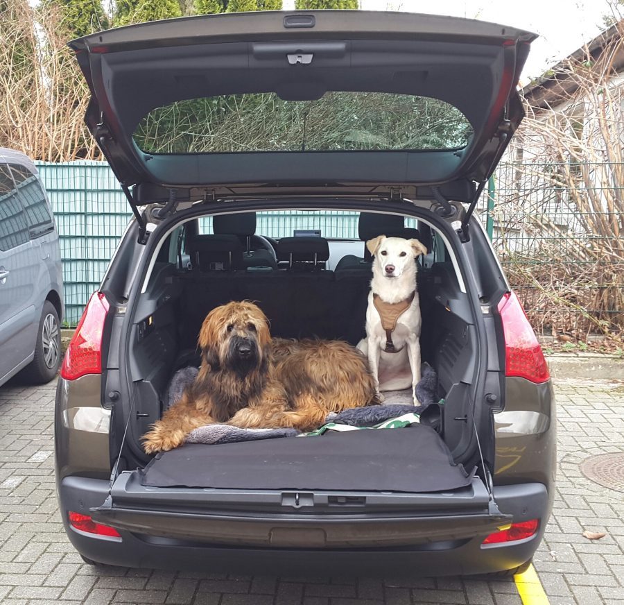 Hotdog Zwei Hunde im Kofferraum eines Fahrzeuges