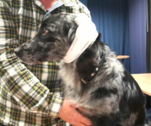 Erste-Hilfe-Kurs Hund mit Kopfverband
