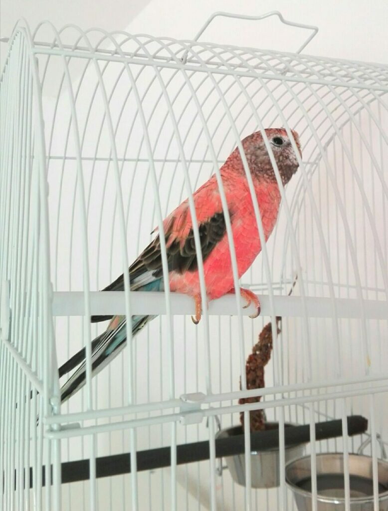 Bourkesittich Vogel rosa im Käfig