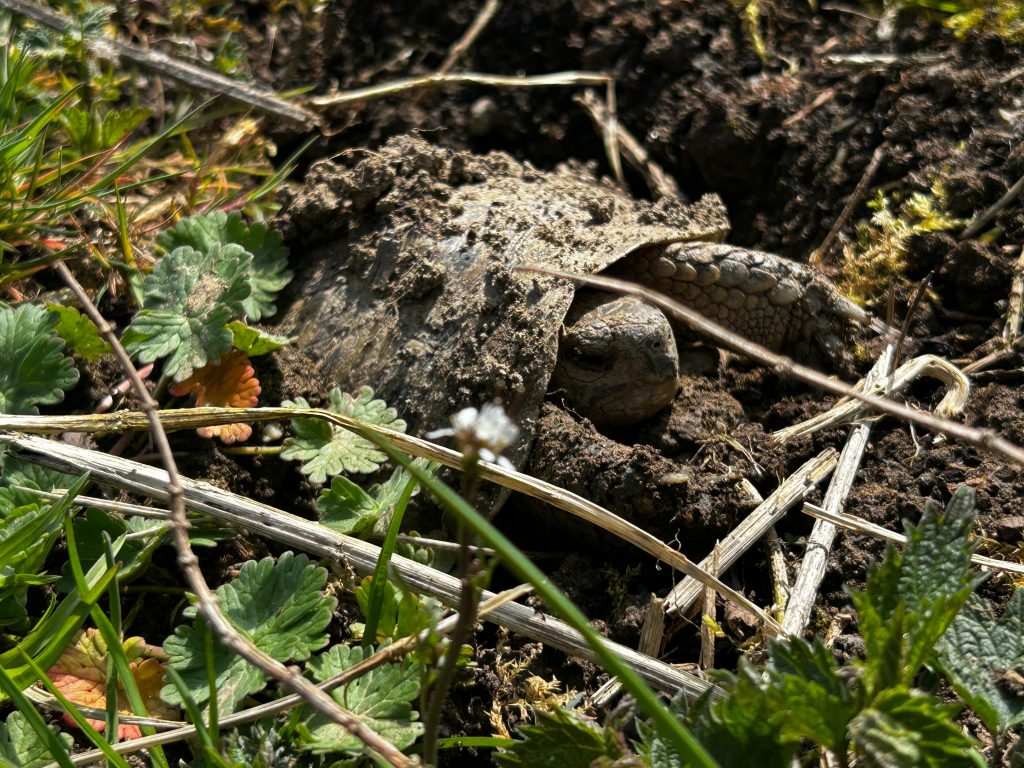 Landschildkröte im Unterschlupf
