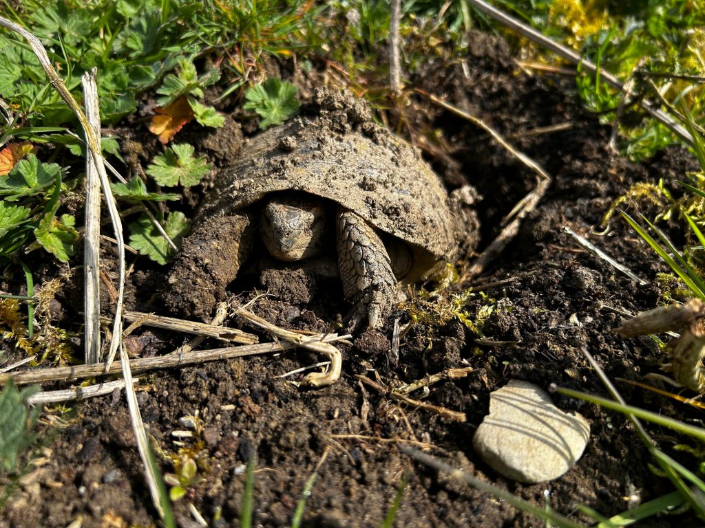 Landschildkröte in einer natürlichen Umgebung