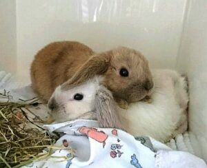 Zwei Kaninchen auf der Tierstation beim Tierarzt