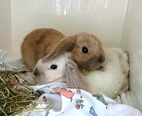 Zwei Kaninchen auf der Tierstation beim Tierarzt