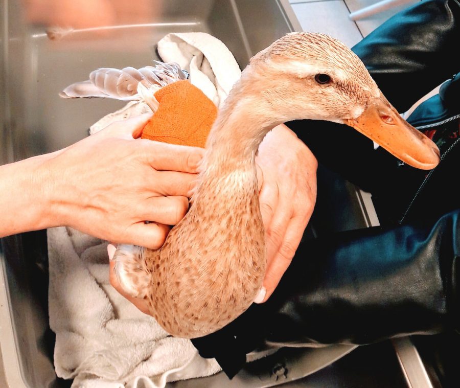 Ente mit Verband auf dem Behandlungstisch beim Tierarzt