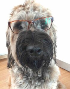 Großer Hund mit Brille humoristisch