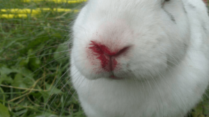 Kaninchen Impfen RHD Nasenbluten