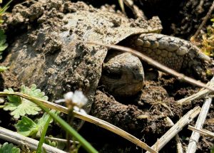 Europäische Landschildkröte