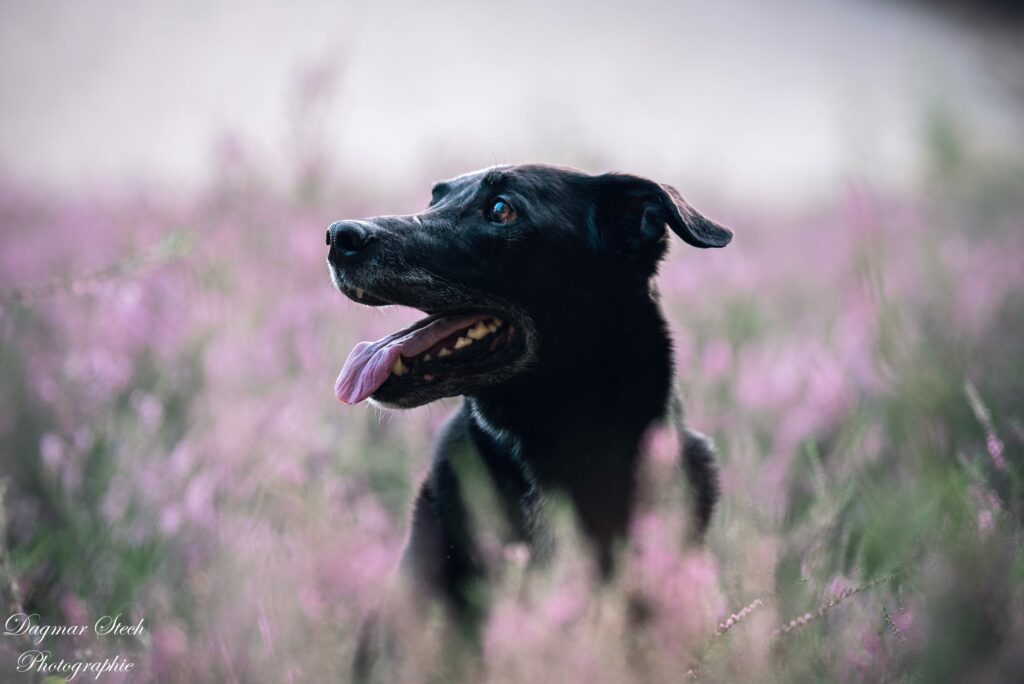 Mein Hund-Tierfotografie-Karli-Mirja-Traumhafte Heide