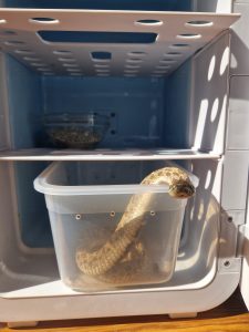 Reptilien-Winter-Schlange-im-Kühlschrank