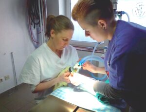 Vogelspezialisten-Dr.Fenske und Jana Soetebier während einer Operation mit Inhalationsnarkose an einem Papagei