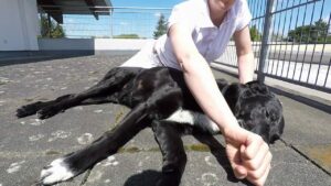 Erste Hilfe für Tiere Hund liegend mit Tierarzt