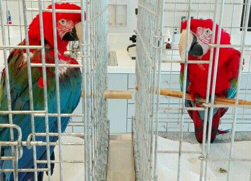 Zwei Papageien rote Aras im Käfig beim Tierarzt