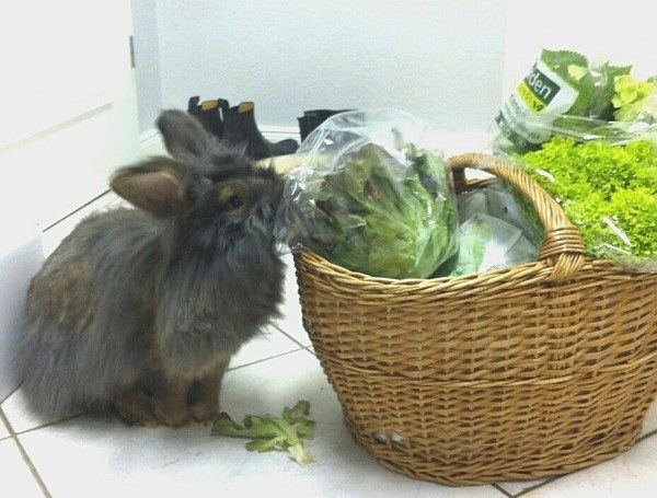 Kaninchen frist Salat