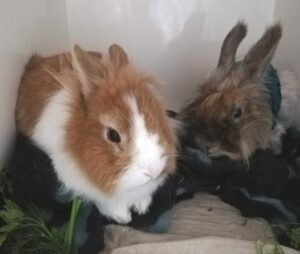 Kaninchenpaar post OP