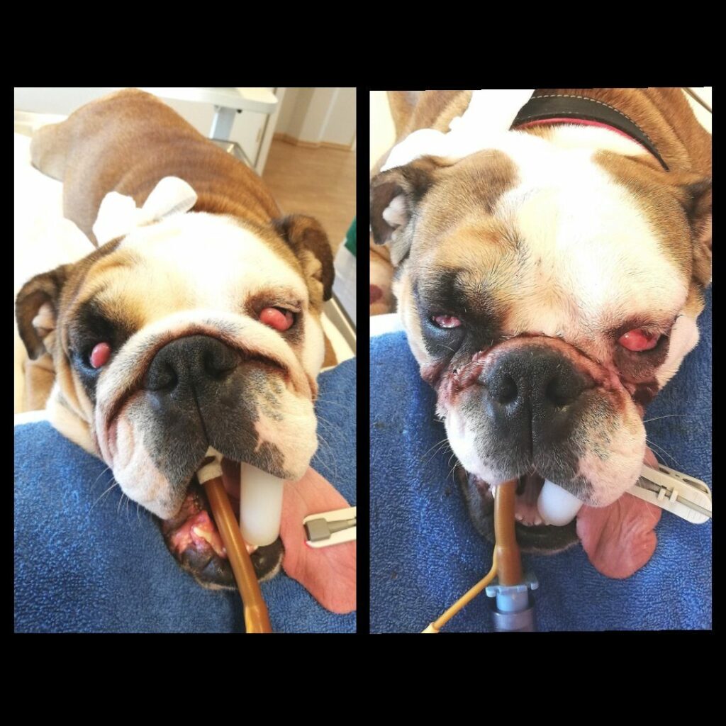 Cherry Eye Operation bei einer Bulldogge Kleintierpraxis Dr. Fenske