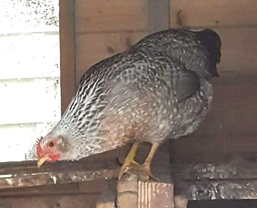 Impfpflicht auch für Hobby Hühner-Huhn im Stall