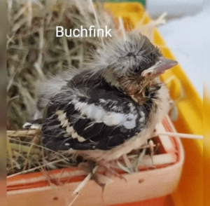 jungvogel-buchfink