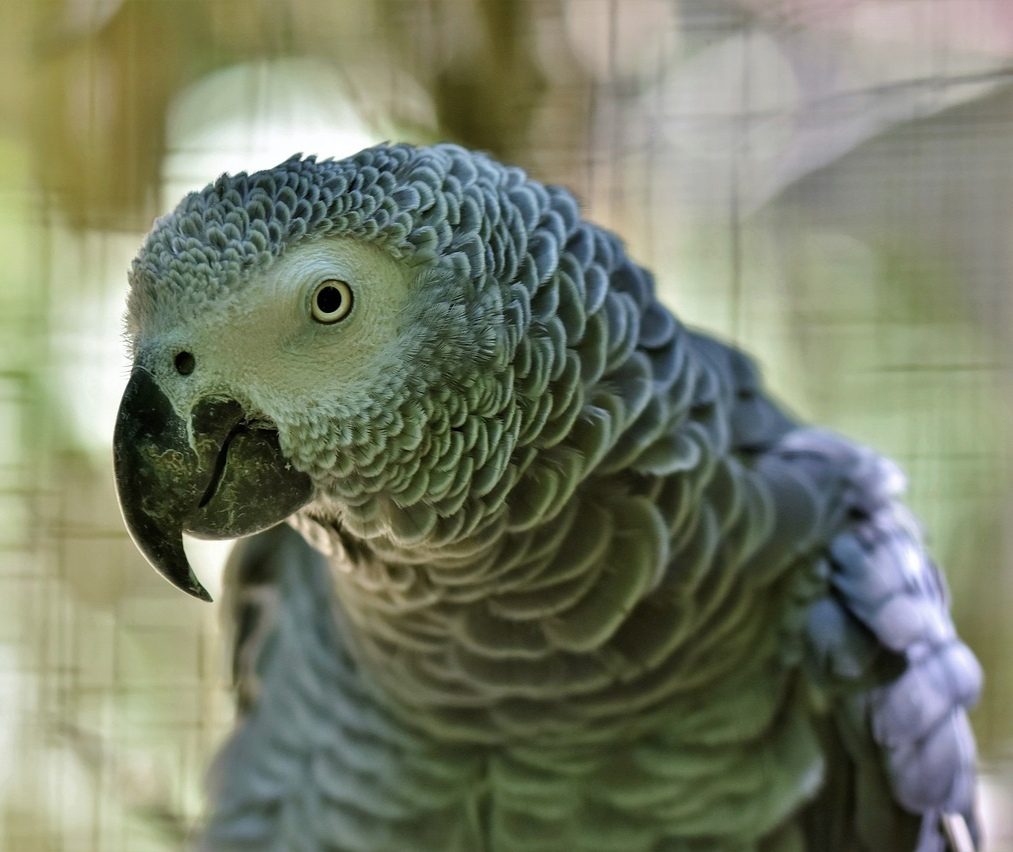 Geschlechtsbedingtes Aggressionsverhalten bei Papageien