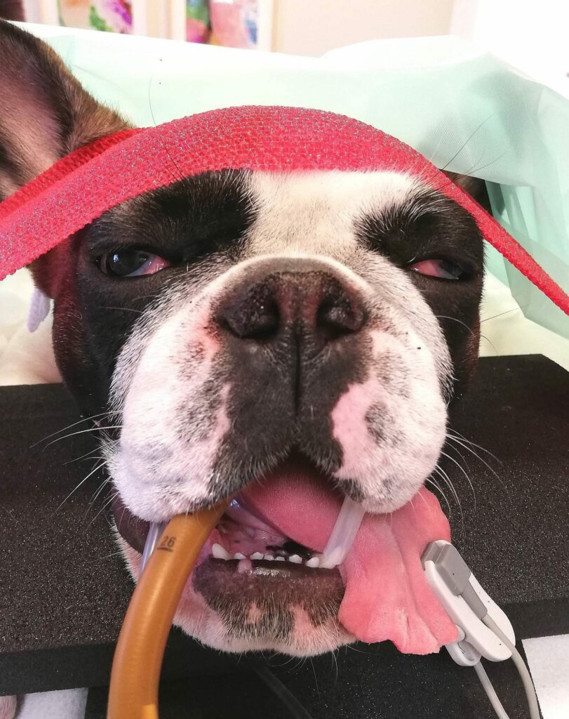Nasenlocherweiterung bei einer Bulldogge während der Operation