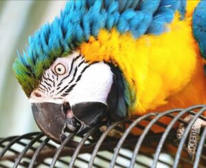 Aggressionsverhalten bei Papageien