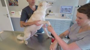 Hund beim Pfote verbinden auf dem Behandlungstisch