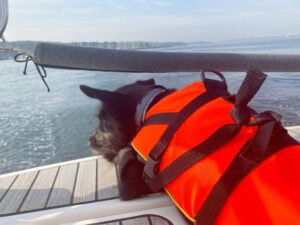 segeln-mit hund-an-deck