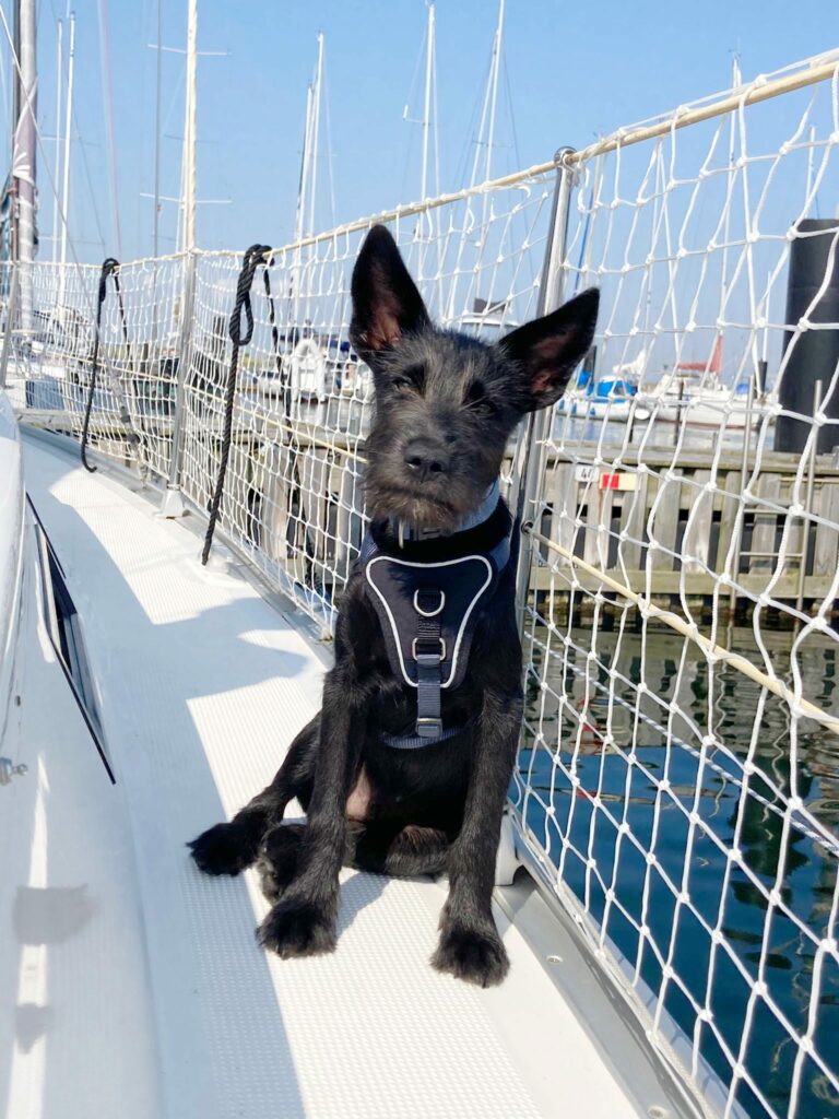 segeln-mit hund-rasmus-relingsnetz