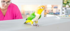 Rosskappenpapagei Vogel beim Tierarzt auf dem Tresen