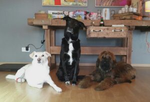 Drei Hunde sind aufmerksam in der Tierarztpraxis