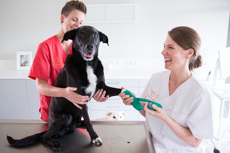 Schwarzer Labrador Karli beim Pfote verbinden auf dem Behandlungstisch bei Dr. Fenske