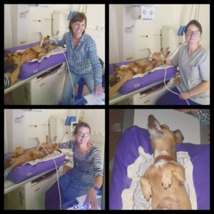 Ultraschall Schulung Collage der Tierärzte