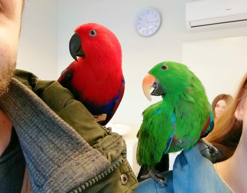 valentinstag-für-papageien-schulter
