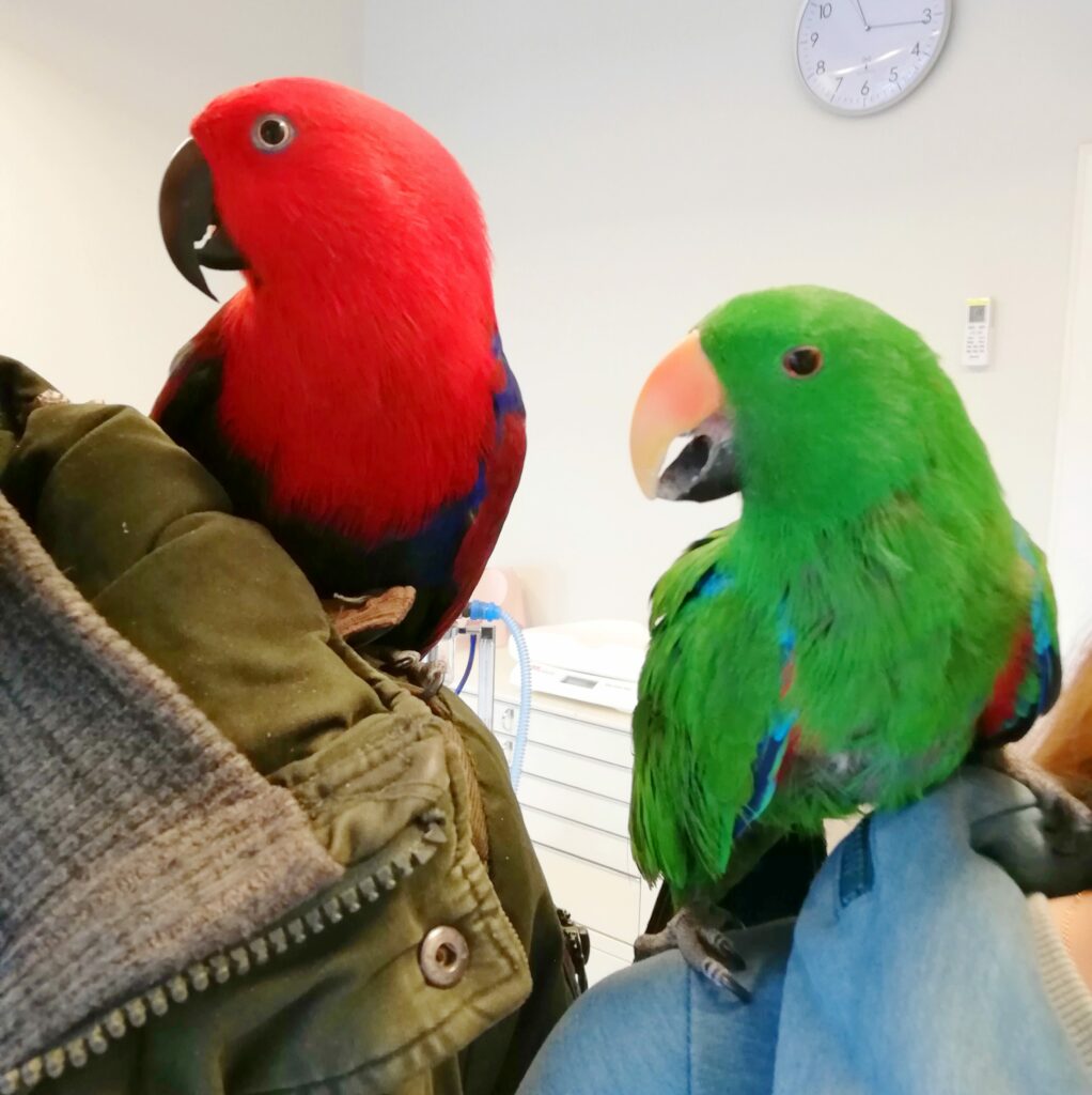 valentinstag-für-papageien-titelbild