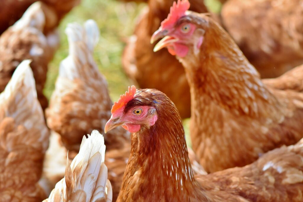 Vogelgrippe Symptome bei Hühnern