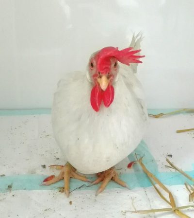 Bumblefoot-Weißes Huhn in der Tierstation beim Tierarzt