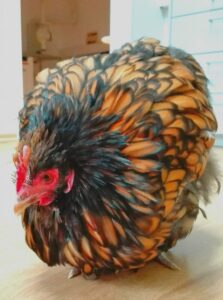 Schaumstoff verschluckt-Huhn braun aufgeplustert in der Tierarztpraxis
