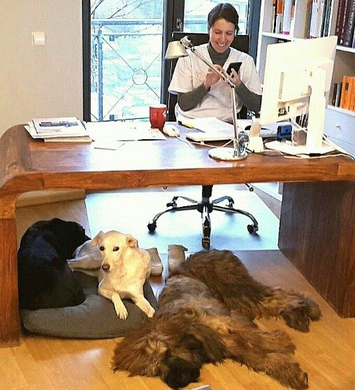 Büroarbeit-Dr.Fenske am Schreibtisch mit drei Hunden