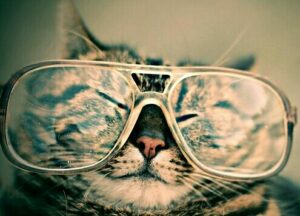 Katze mit Brille humoristisch