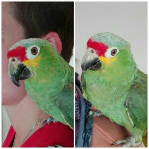 Grüner Papagei auf der Schulter von Jana Soetebier nach der Schnabelpflege