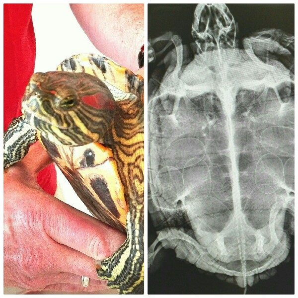 Wasserschildkröten Röntgenbild mit Eiern