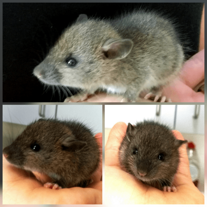 Maus in der Hand beim Tierarzt