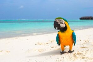 Papagei im Urlaub am Strand bei Tierarztbergedorf