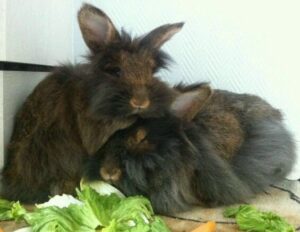 Zwei Kaninchen Tierarztbergedorf