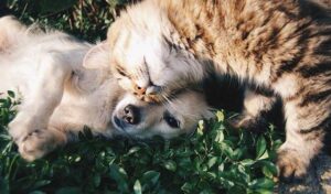 Wurmkur Hund und Katze kuscheln